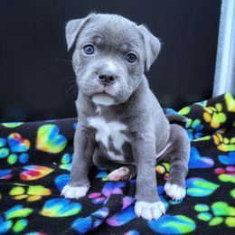 Pesto - Blue and white female Staffordshire Bull Terrier puppy in Dallas, Texas from Wild Blue Staffords