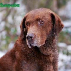 Walker - Chesapeake Bay Retriever