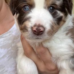 Strawberry - Red merle female Miniature Australian Shepherd puppy in Artesia, New Mexico from Rocking Aussies