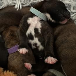 Boy blue collar - Brindle male Boxer puppy in Fall River, Massachusetts from DaCosta’s Boxers