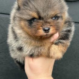 Gravy - Blue merle male Pomeranian puppy in Newark, Ohio from Keeperofstars Pomeranians