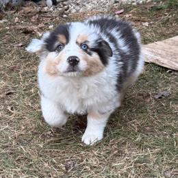 Peter - Blue merle male Australian Shepherd puppy in Brownfield, Maine from Misty Feather Aussies