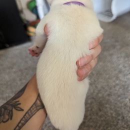 Pomsky Puppies from Valparaiso Pomskys
