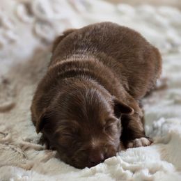 PS.RTF2 - Red tri female Miniature Australian Shepherd puppy in Deer Lodge, Tennessee from KSH Aussie Haven