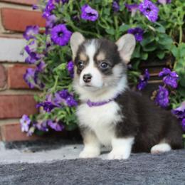 Pembroke Welsh Corgi Puppies from Salted Rim Corgis