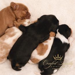 Cavalier King Charles Spaniel puppies from Comfort Royalty Cavaliers