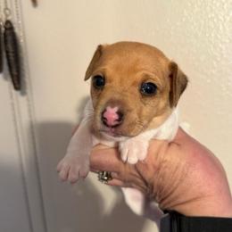 Pup 1 - White and tan male Toy Fox Terrier puppy in Clermont, Florida from Debbie Hiles's Toy Fox Terriers