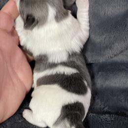 Great Pyrenees and Shih Tzu Puppies from Ashville Shih Tzu Chalet