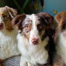 Australian Shepherd All Grown Up from BWild Australian Shepherds