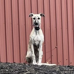 Sienna - Whippet