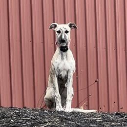 Sienna - Whippet