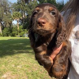 Espresso - Chocolate and tan male Dachshund puppy in Hawthorne, Florida from Circle M Dachshunds