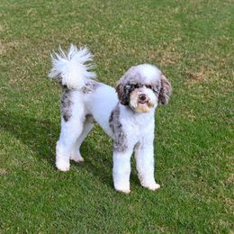 Ledger - Poodle