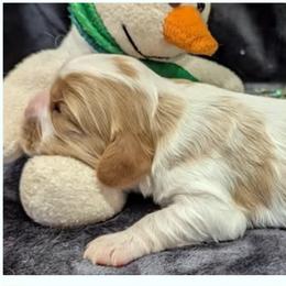 Australian Mountain Doodles, Bernedoodles, Cavalier King Charles Spaniels, Cavapoos, and Goldendoodles from Quartz Mountain Doodles