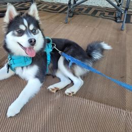 Pomsky Puppies from Paris Pomskies