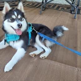 Pomsky Puppies from Paris Pomskies