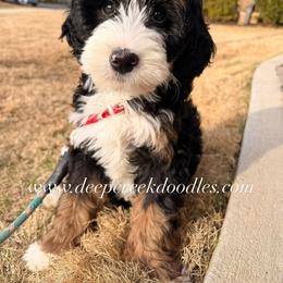 Bernedoodle Puppies from Deep Creek Doodles