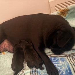 Pug puppies from Double Dutch Pug Co.