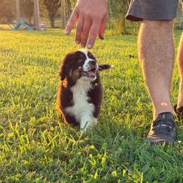 Boy 1 - Black tri male Miniature Australian Shepherd puppy in Arcadia, Indiana from Sunset Cowgirl Mini Aussies