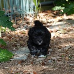  Puppies from Treasure Isle Silks