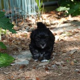  Puppies from Treasure Isle Silks
