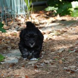  Puppies from Treasure Isle Silks