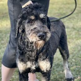 Poppy - Bernedoodle