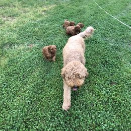 Australian Labradoodles and Goldendoodles from Sierra Vista Labradoodles & Goldendoodles