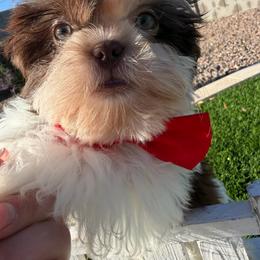 Armani - Liver and white male Shih Tzu puppy in Auburn, Washington from Shih Tzu’s  ‘N’ Love