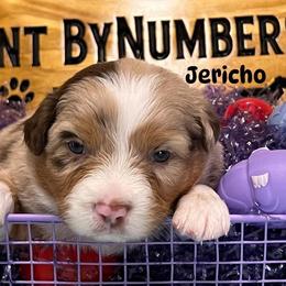 Jericho - Red merle male Australian Shepherd puppy in Magee, Mississippi from Paint ByNumbers Ranch
