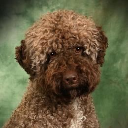 Masyanya - Lagotto Romagnolo