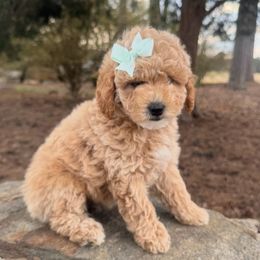 CUPCAKE - Cream Goldendoodle puppy in Charlotte, North Carolina from Hopeful Heart Doodles