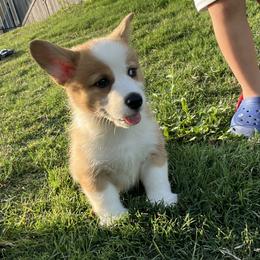 Pembroke Welsh Corgi Puppies from McCall Creek Corgis