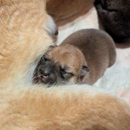 Rose - Red female Shiba Inu puppy in Jasper, New York from Cornerpost Shiba Inus