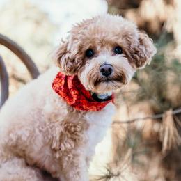 Assorted Doodle Crosses, Bernedoodles, and Cockapoos from Greenview Puppies