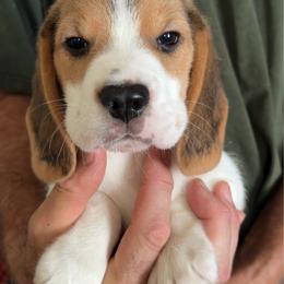 Sam - Black white and tan male Beagle puppy in Rockwell, North Carolina from Knockhill Beagles