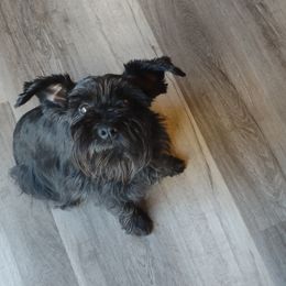 Chloe - Miniature Schnauzer