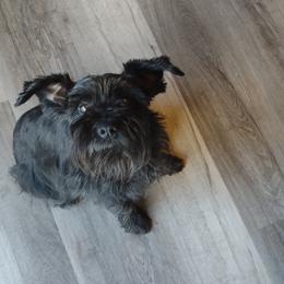 Chloe - Miniature Schnauzer