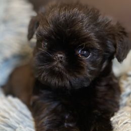 Boy 1 - Black Brussels Griffon puppy in Elkland, Missouri from Hawk Pond Brussels Griffon
