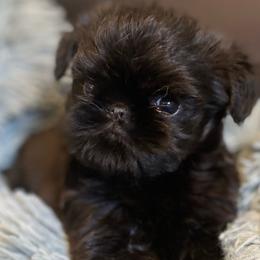 Boy 1 - Black Brussels Griffon puppy in Elkland, Missouri from Hawk Pond Brussels Griffon