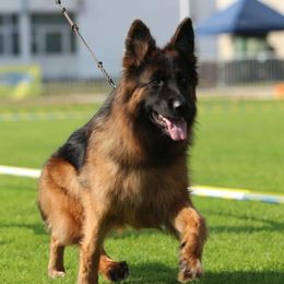 Ola - German Shepherd