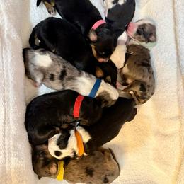 Female 4 - Black tri-color female Aussiedoodle puppy in Adams, Nebraska from Boxcar Doodles and Poodles