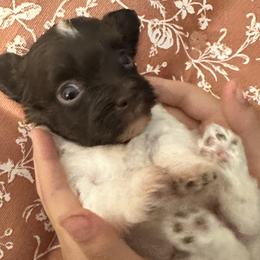 Chelsea - Chocolate female Havanese puppy in Arizona from HavaDoggie