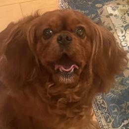Oakley - Cavalier King Charles Spaniel