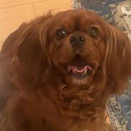 Oakley - Cavalier King Charles Spaniel