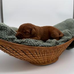 Girl 1 - Yellow female Labrador Retriever puppy in Burton, Michigan from Sunbrooke Acres