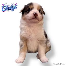 2nd Pick Blue Merle Female - Blue merle female Australian Shepherd puppy in Gainesville, Texas from Lady Luck Aussies