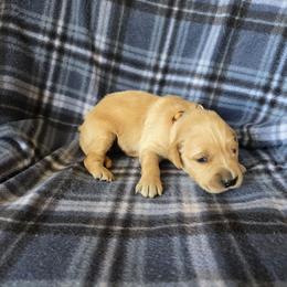 Lenny - Golden male Golden Retriever puppy in Menasha, Wisconsin from Kreger's K9s