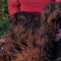 Zsofia - Tibetan Terrier