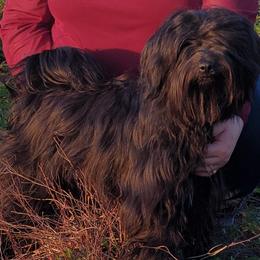 Zsofia - Tibetan Terrier